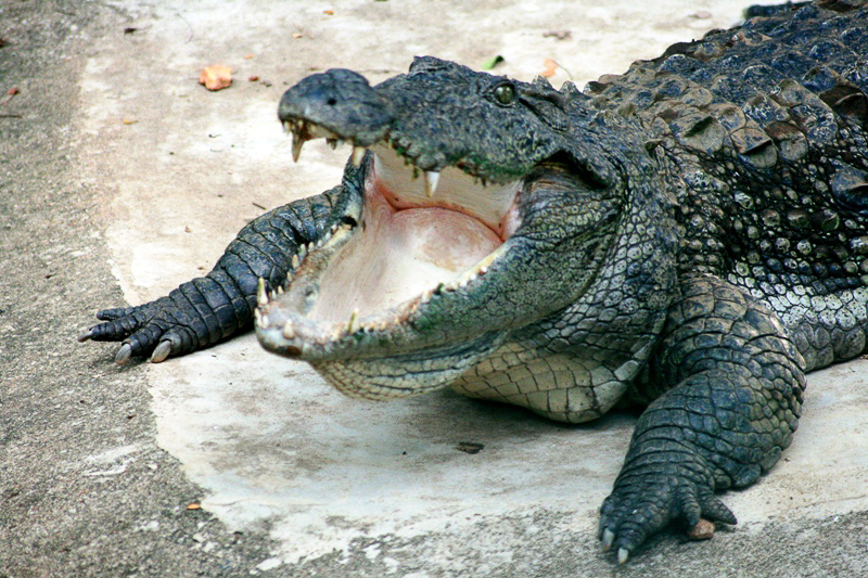 MARSH CROCODILE - Definición y sinónimos de marsh crocodile en el  diccionario inglés