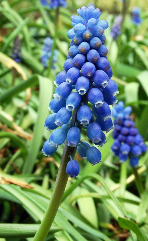 Grape Hyacinth Definition And Synonyms Of Grape Hyacinth In The English Dictionary