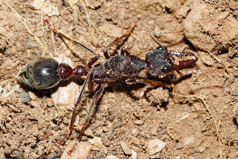 bulldog ant
