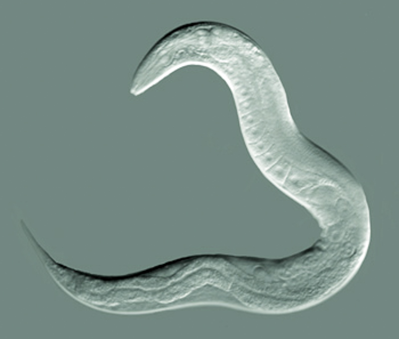 nematode worm