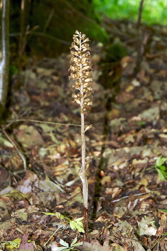 bird's-nest orchid