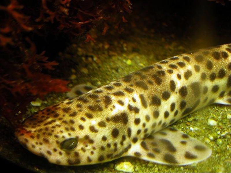 greater spotted dogfish