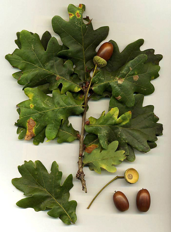 common oak