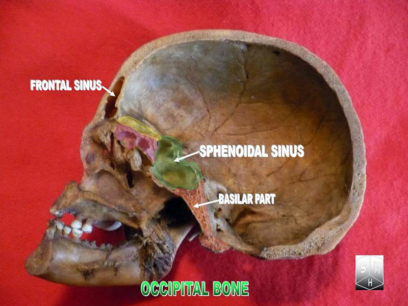 occipital bone