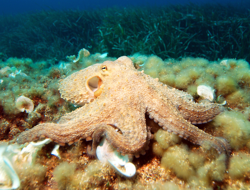 octopod