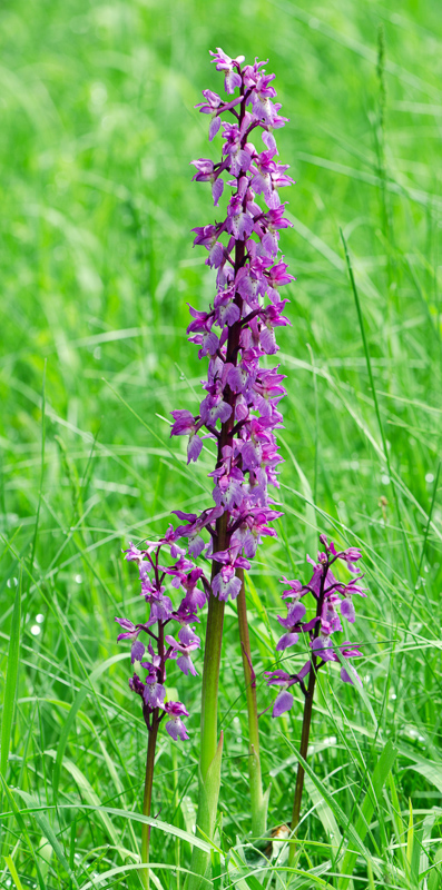 early purple orchid