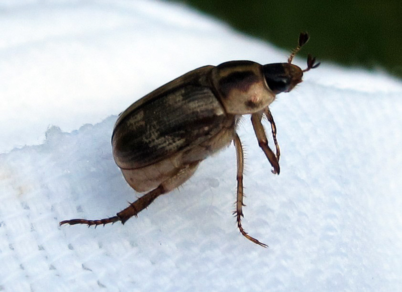Asiatic beetle