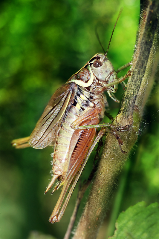 Orthoptera 英語辞典でのorthopteraの定義と同義語
