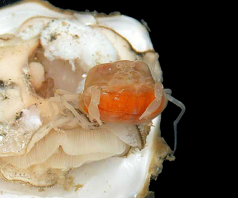 oyster crab