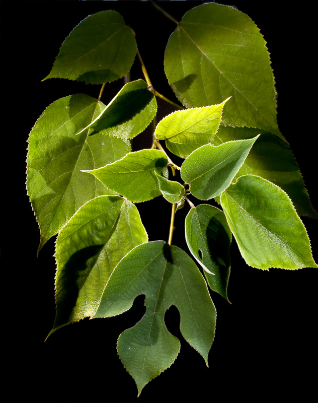 paper mulberry
