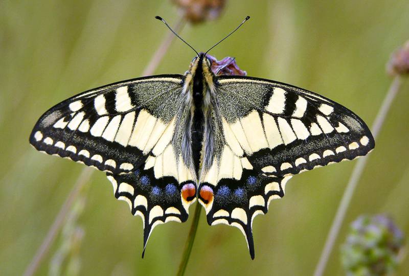 Papilio 在英语词典里papilio 的定义和近义词