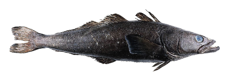 Chilean sea bass