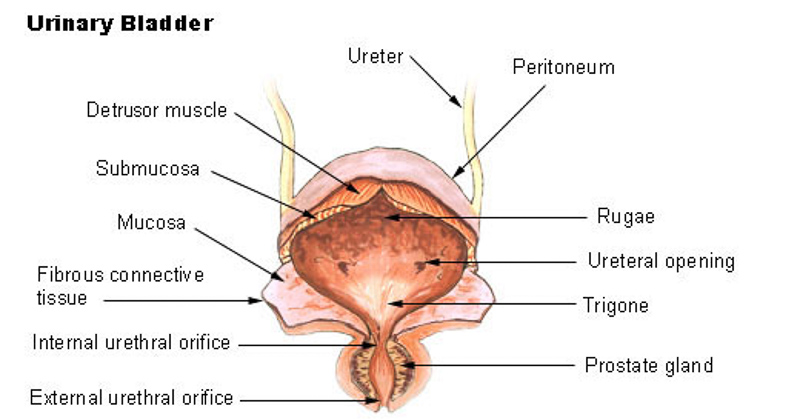 peritoneally