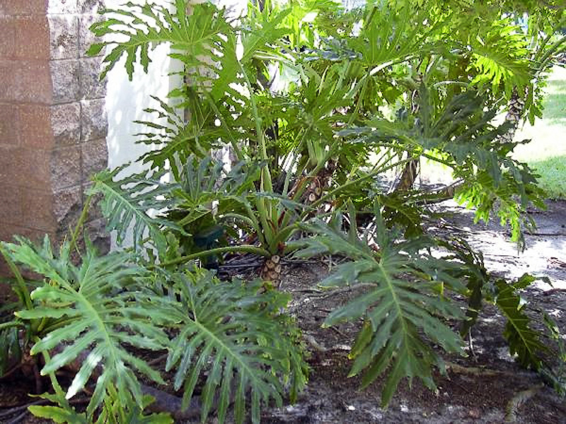 Philodendron bipinnatifidum tortum-amigo del árbol-esqueleto-Philodendron 12 cm olla