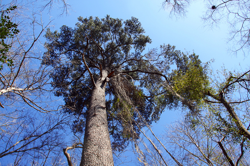 spruce pine