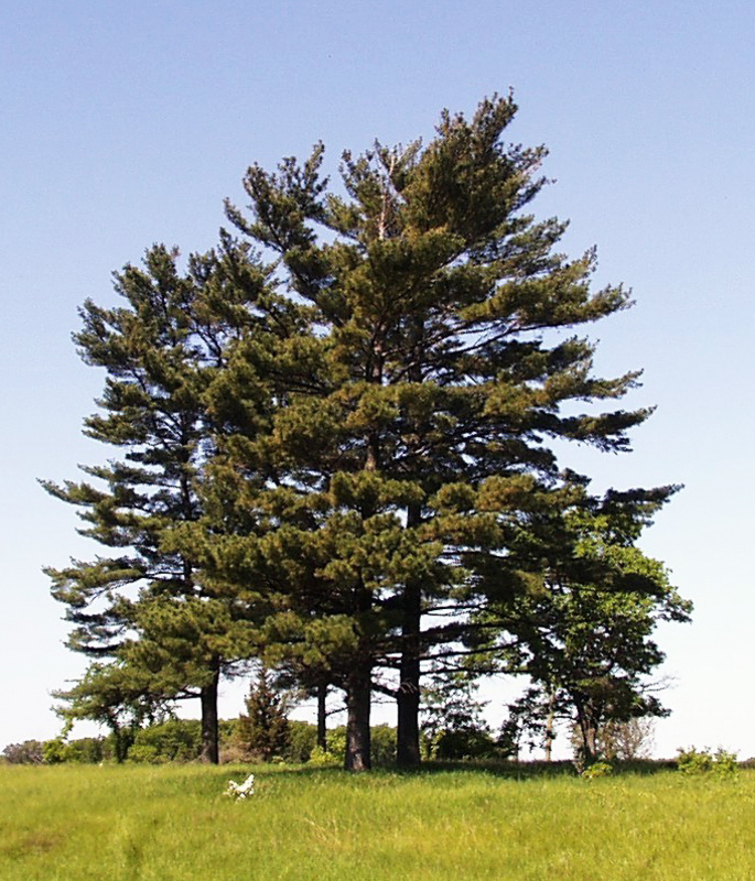 Weymouth pine