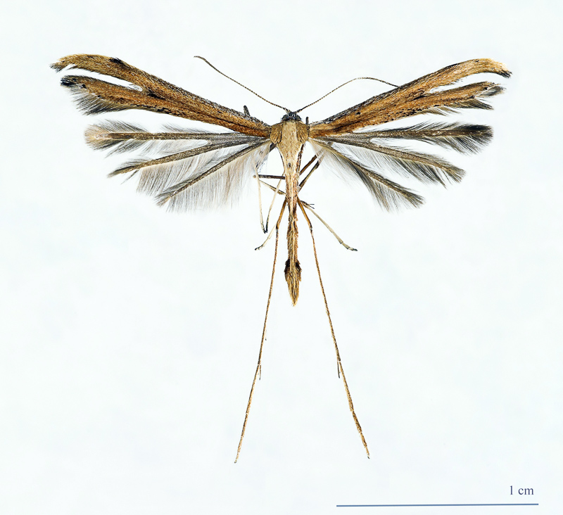 plume moth