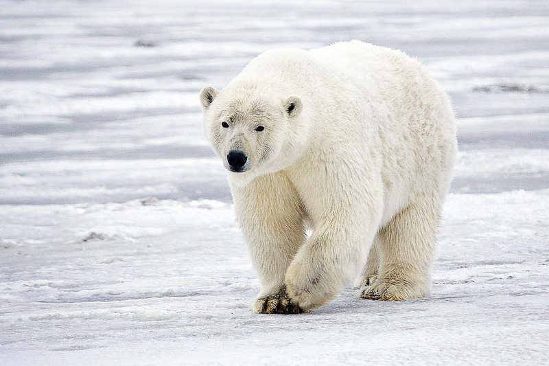 Polar Bear 在英语词典里polar Bear 的定义和近义词