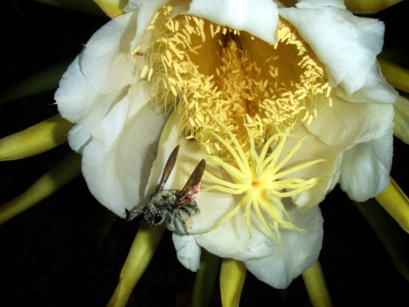 cross-pollinate