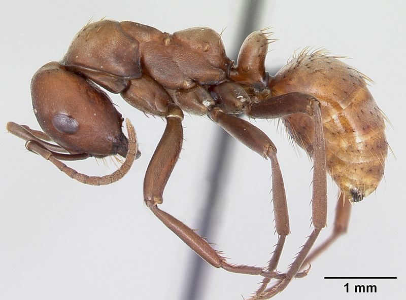 amazon ant
