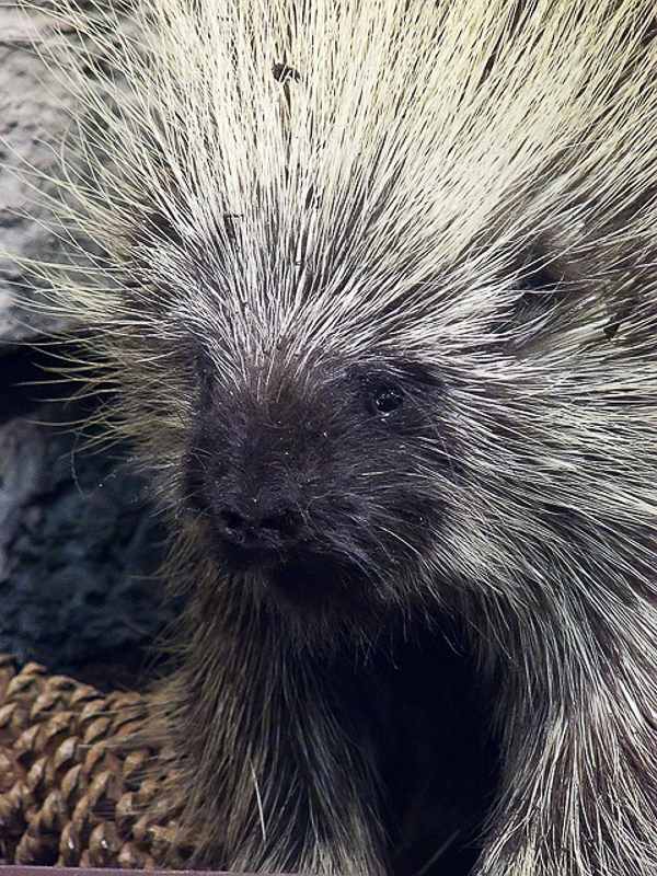 PORCUPINE - Definition and synonyms of porcupine in the English dictionary