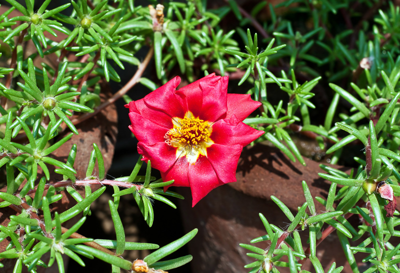 Moss Rose Definition And Synonyms Of Moss Rose In The English Dictionary