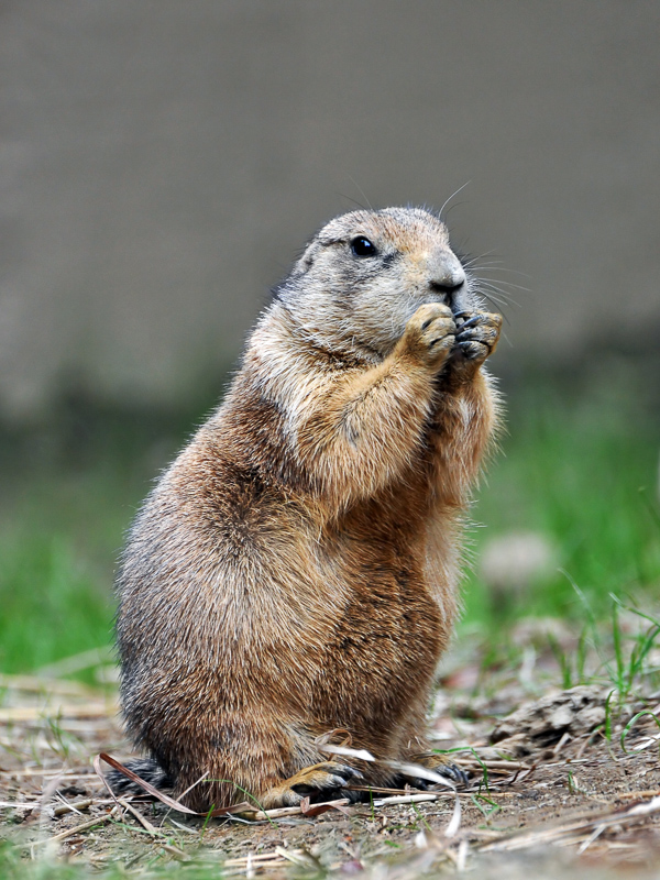 prairie marmot