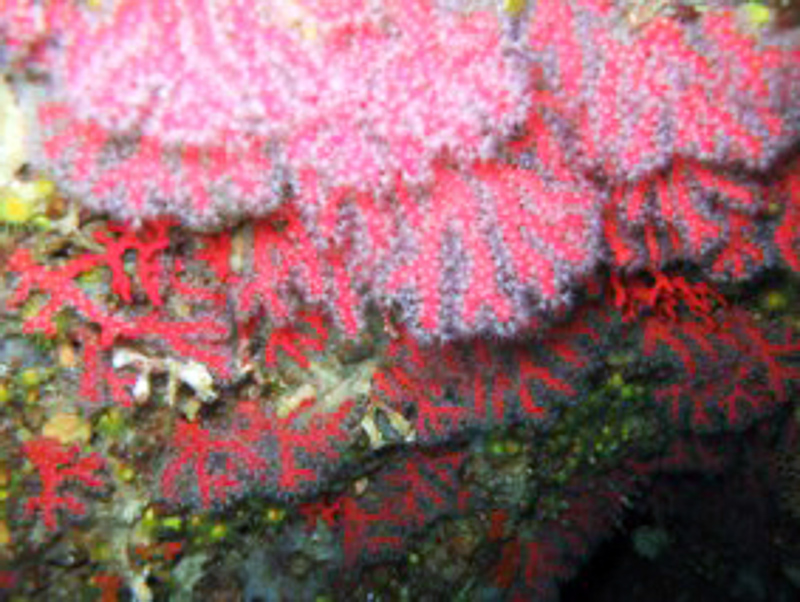 precious coral