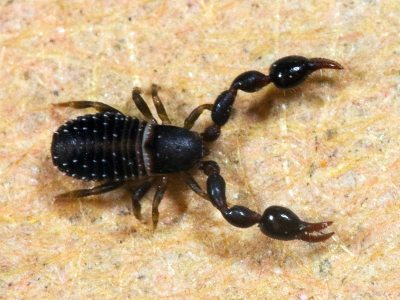 false scorpion