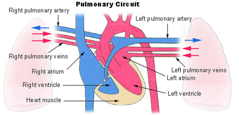 pulmonary artery