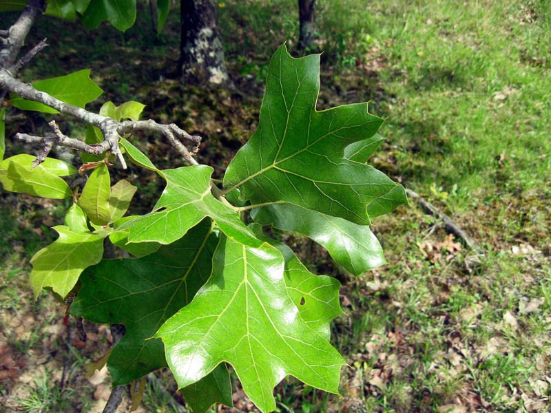 blackjack oak
