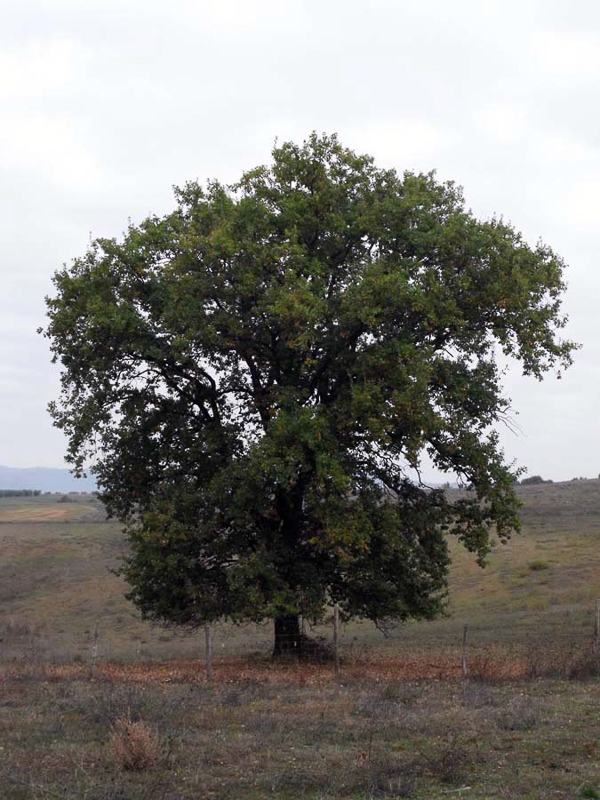 downy oak