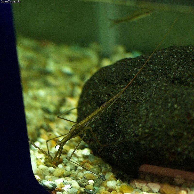 Water Stick Insect 英語辞典でのwater Stick Insectの定義と同義語