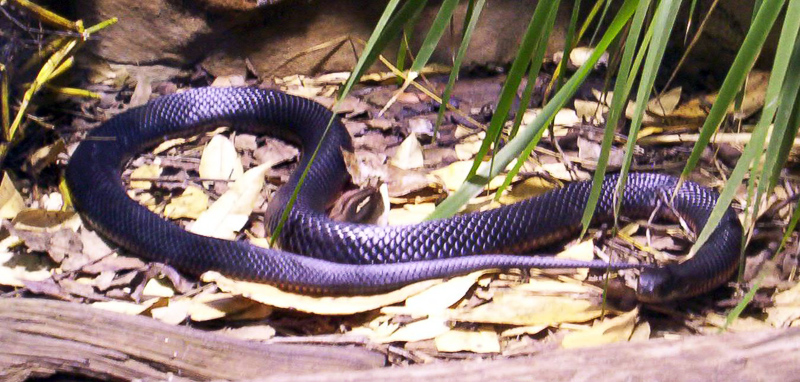 red-bellied black snake