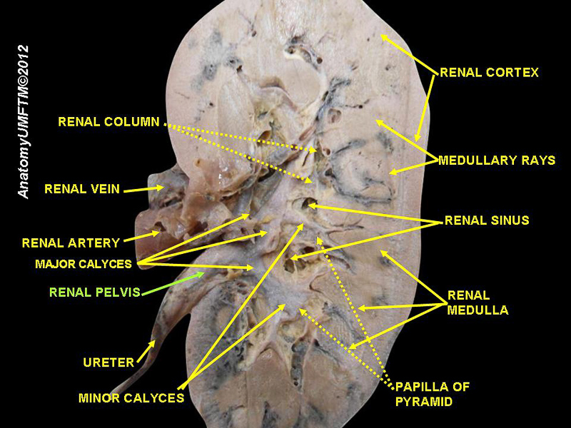 renal pelvis