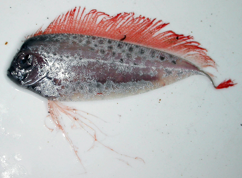 dealfish