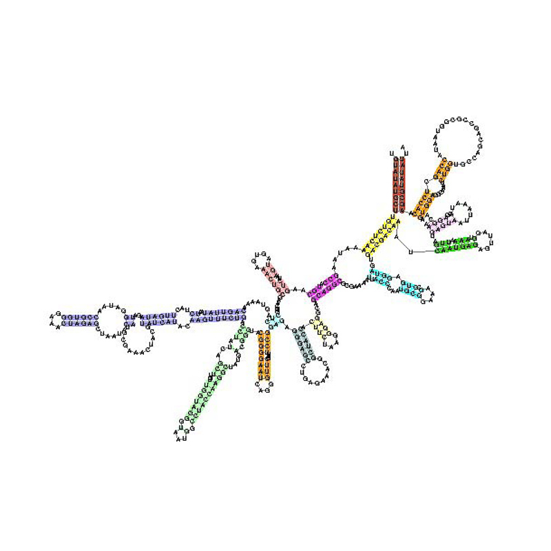 ribosomal RNA