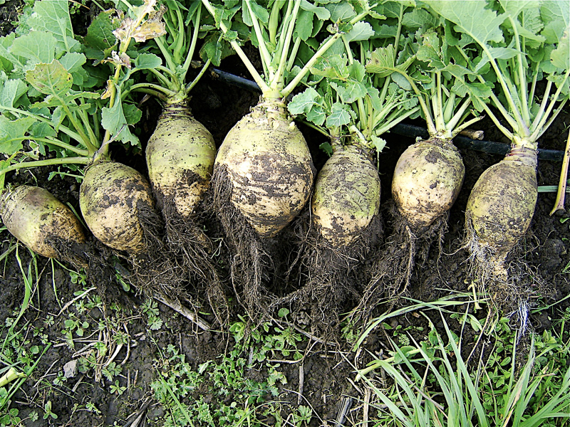 Swedish turnip