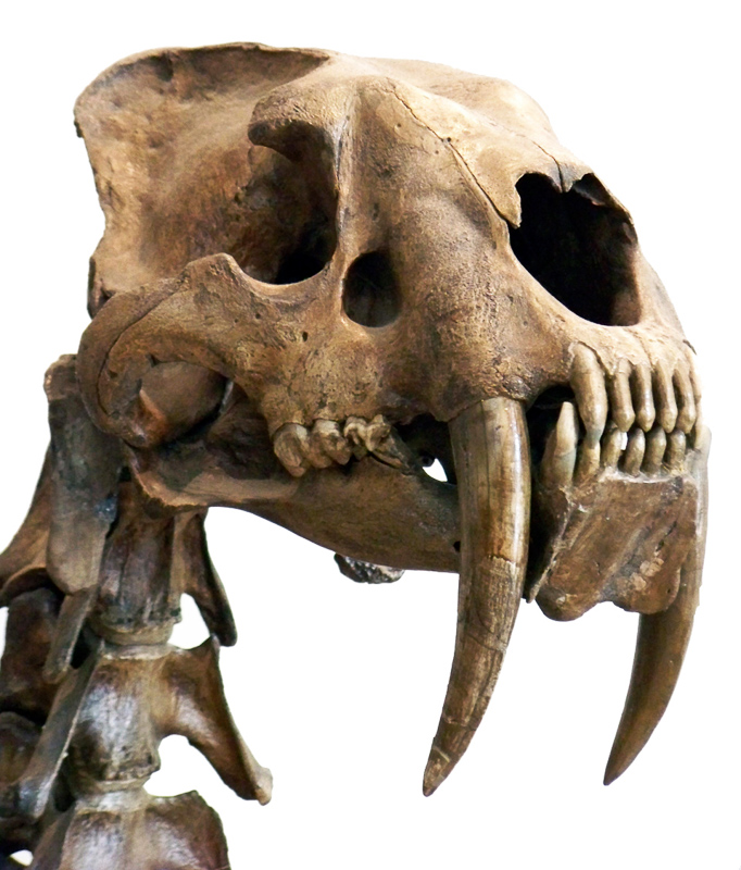 sabre-toothed cat