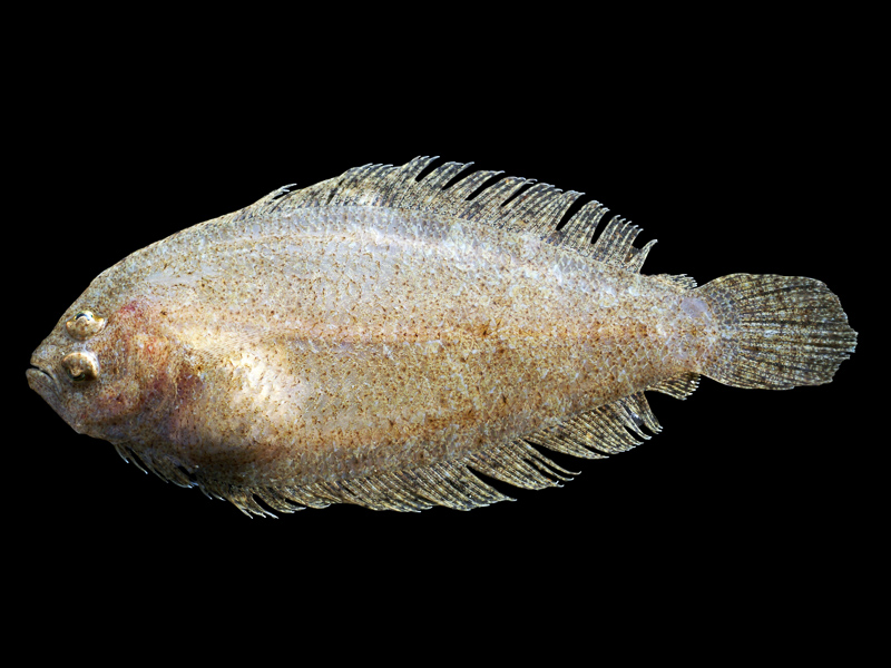 scaldfish