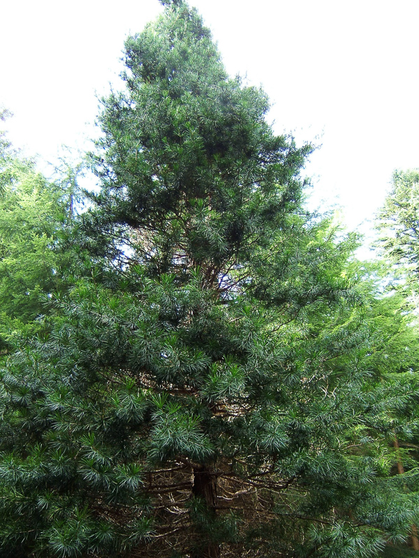 Japanese umbrella pine