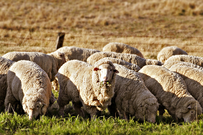 sheep farm