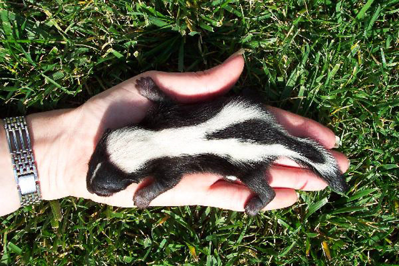 SKUNK - Definition and synonyms of skunk in the English dictionary