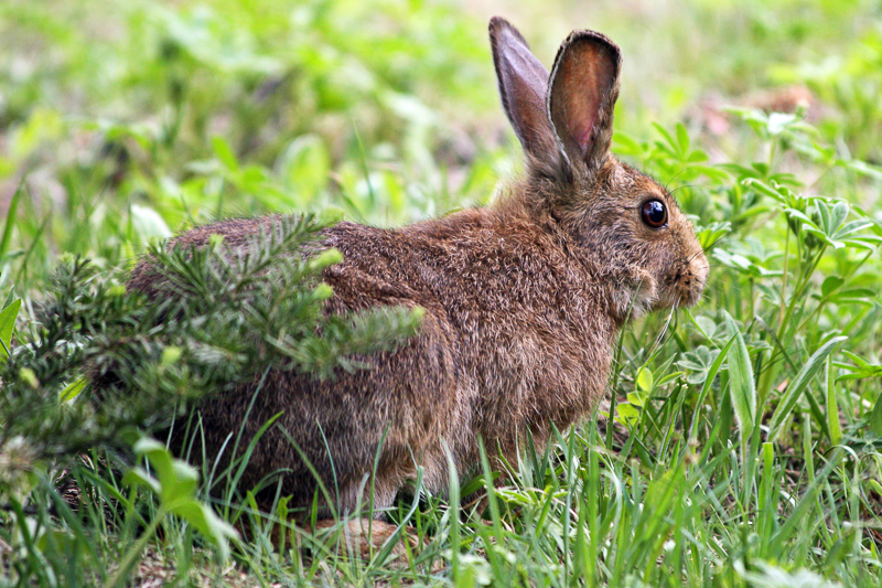 SNOWSHOE HARE - Definition and synonyms of snowshoe hare in the English  dictionary