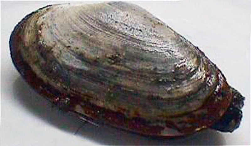 soft-shell clam