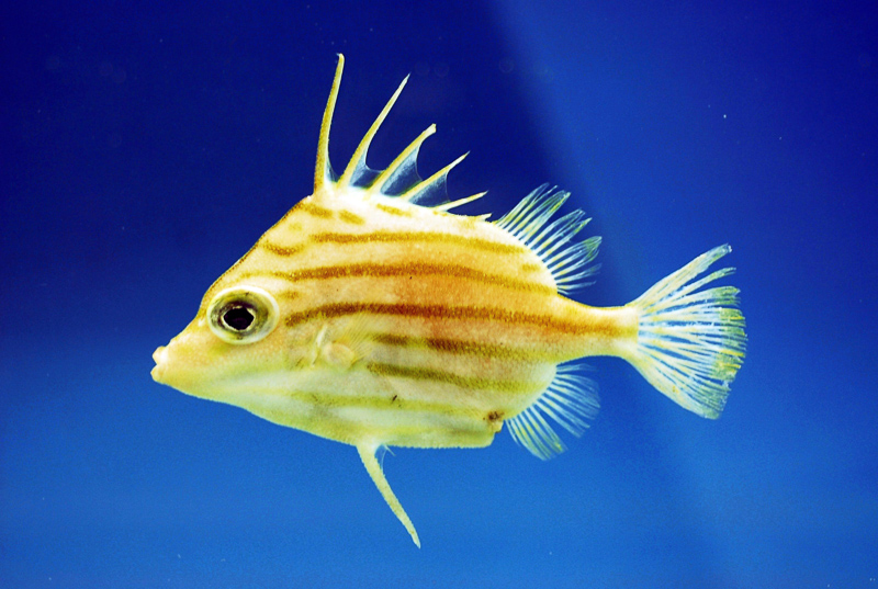 spikefish