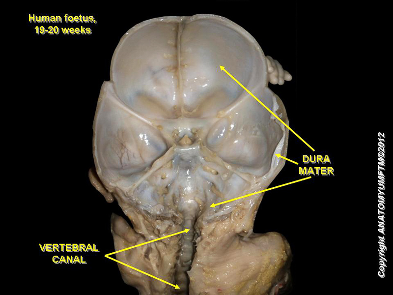 spinal canal