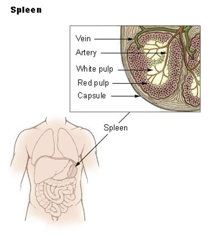 spleeny
