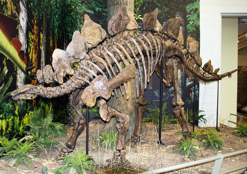 stegosaurian