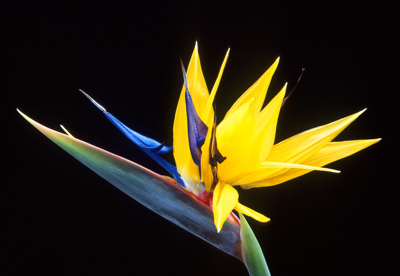 bird-of-paradise flower